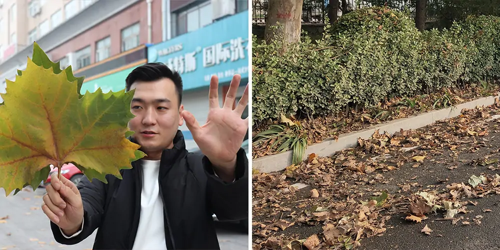 純電動(dòng)樹(shù)葉收集車