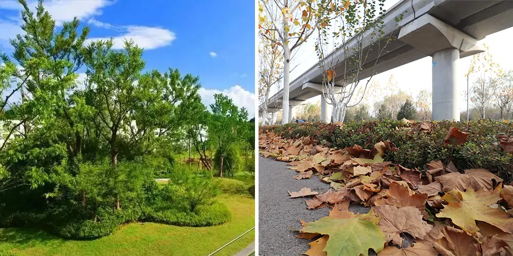 純電動(dòng)樹葉收集車_多功能樹葉收集車_吸樹葉的機(jī)器_掃樹葉神器
內(nèi)容
